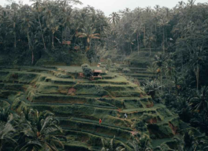 Fakta Menarik Teras Sawah Tegalalang Ubud Bali